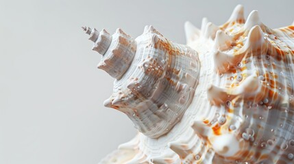 Obraz premium Detailed Macro Examination of Seashell Infested with Parasites on White Background with Subtle Shadow