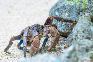The closeup shot captures a crab crawling across the ground