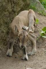 Młodziutki markur turkmeński z Warszawskiego Zoo. © Pit75Wawa