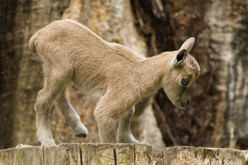 Młodziutki markur turkmeński z Warszawskiego Zoo. © Pit75Wawa