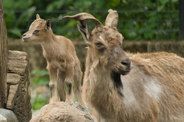 Młodziutki markur turkmeński z Warszawskiego Zoo. © Pit75Wawa