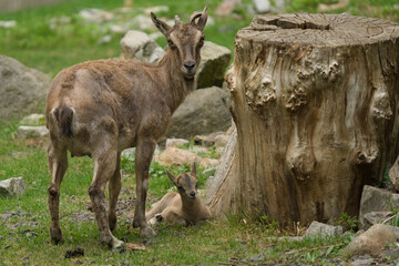 Młodziutki markur turkmeński z Warszawskiego Zoo. © Pit75Wawa