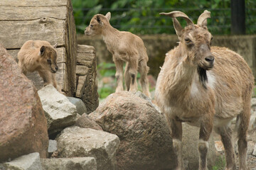 Młodziutki markur turkmeński z Warszawskiego Zoo. © Pit75Wawa