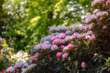 Selective focus of white pink flowers full bloom on the tree with green leaves, Rhododendron is a...