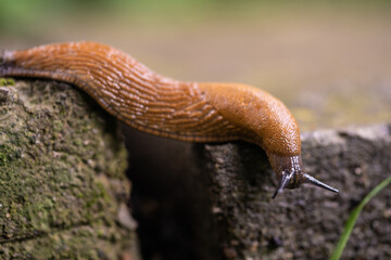close-up of a Spanish snail (Arion vulgaris) outdoors