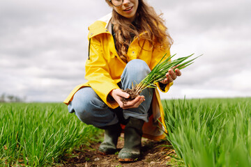 Farmer woman works in field, inspects the crop green wheat. Growing crops, green shoots.