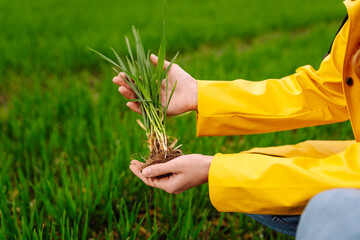 Farmer woman works in field, inspects the crop green wheat. Growing crops, green shoots.