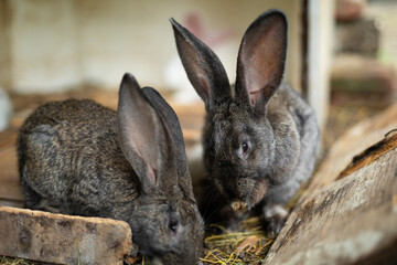 a beautiful grey domestic rabbit is grazing and walking in the enclosure outdoors