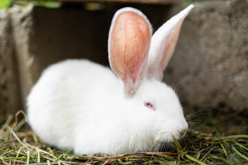 a beautiful white domestic rabbit is grazing and walking outdoors