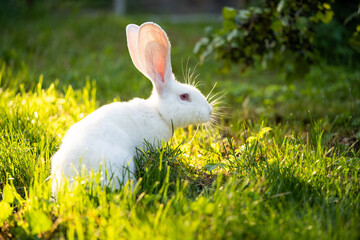 a beautiful white domestic rabbit is grazing and walking outdoors