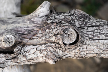 texture of the cracked bark of an old tree