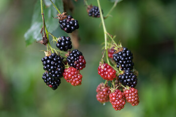 delicious and juicy blackberry fruits on a bush in the garden