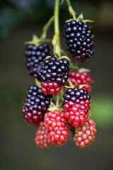 delicious and juicy blackberry fruits on a bush in the garden
