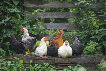 beautiful chickens and roosters outdoors in the yard