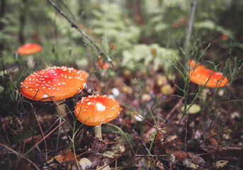a beautiful red spotted amanita mushroom grows in the autumn forest.