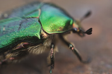 close-up of a big beautiful green beetle Bronzovka