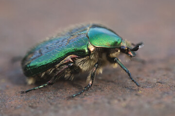 close-up of a big beautiful green beetle Bronzovka