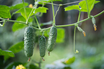 fresh green cucumbers grow in a greenhouse