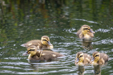 川で撮影したカルガモの雛
