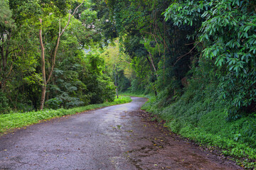 Cairns' region, Queensland, lush rainforest via winding roads. Sunlight filters through dense foliage, creating a captivating scene of natural beauty