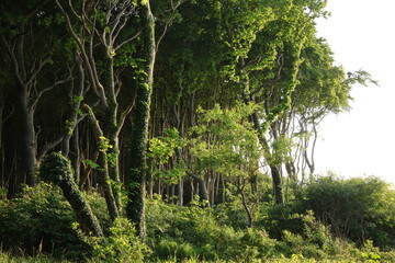 Gespensterwald an der Ostsee