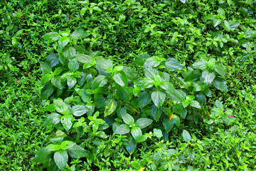 Obraz premium Barron Gorge's rainforest! Discover the mesmerizing undergrowth, teeming with life and lush greenery