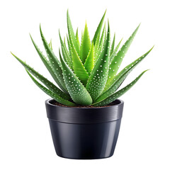 aloe vera plant on transparent background