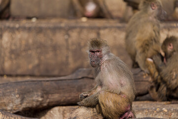 photographs of monkeys and gorillas in different positions