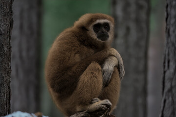 Obraz premium photographs of monkeys and gorillas in different positions