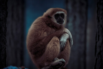 photographs of monkeys and gorillas in different positions