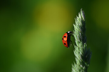 ladybug on a leaf