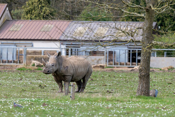 A Southern white rhinoceros (ceratotherium simum simum) in captivity