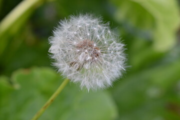 Fototapeta premium dandelion head