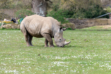 Photo of a southern white rhinoceros (ceratotherium simum simum)