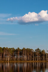 Fototapeta premium Trees on the lake, blue sky with clouds.