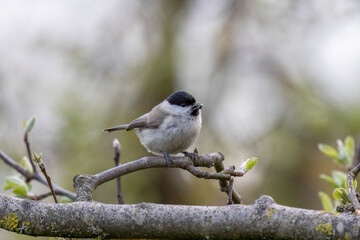 Willow tit on the branch. Little bird on the branc.