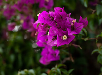 Blossoming purple flowers of bougainvillea in garden