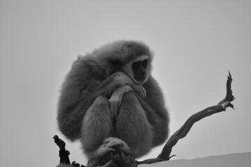 black and white photographs of monkeys and gorillas