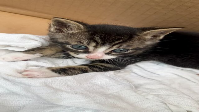 petit chaton gris noir tigr&eacute; allong&eacute; dans un carton 