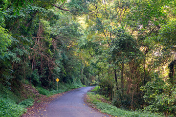 Fototapeta premium Cairns' region, Queensland, lush rainforest via winding roads. Sunlight filters through dense foliage, creating a captivating scene of natural beauty