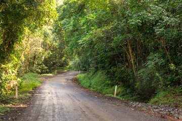 Fototapeta premium Cairns' region, Queensland, lush rainforest via winding roads. Sunlight filters through dense foliage, creating a captivating scene of natural beauty