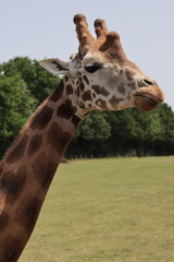 Naklejka premium portrait de girafe