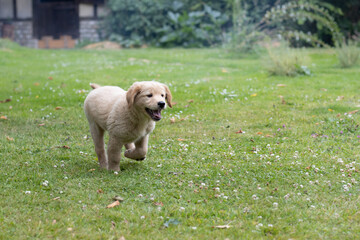 chiot labrador qui court dans l'herbe