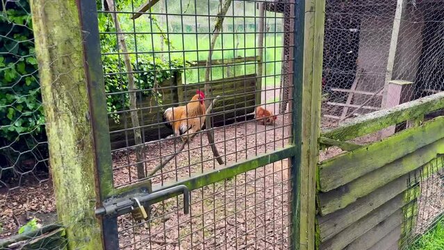 joli coque roux dans poulailler a la ferme
