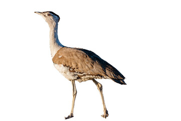 Australian Bustard (Ardeotis australis) isolated