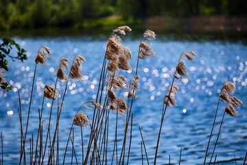 Źdźbła trawy z kroplami rosy w promieniach porannego słońca. Żółte nad wodą. © FotoDax