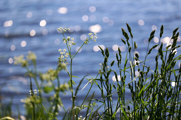 Źdźbła trawy z kroplami rosy w promieniach porannego słońca. Żółte nad wodą. © FotoDax