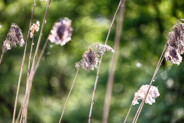 Żółte nad wodą. Źdźbła trawy z kroplami rosy w promieniach porannego słońca. Żółte nad wodą. © FotoDax