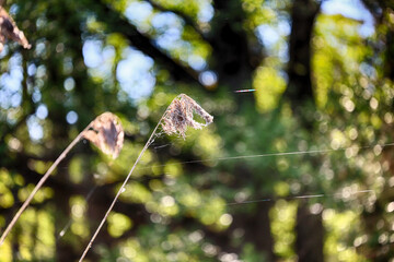 Żółte nad wodą. Źdźbła trawy z kroplami rosy w promieniach porannego słońca. Żółte nad wodą. © FotoDax