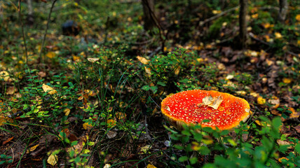 A red mushroom thrives in a forest, surrounded by plants, grass, and flowers